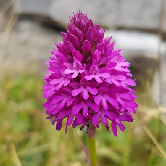 Little orchid, booming even in the drought (June 2020) | Paddy Crowe