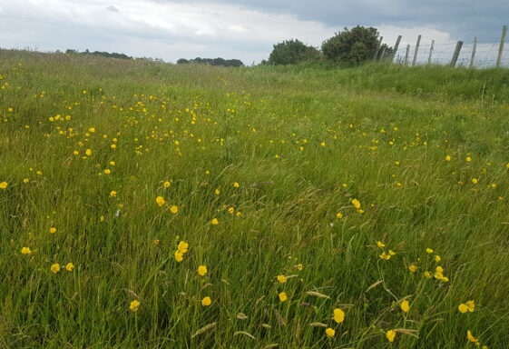 Meadow