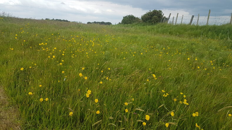 Meadow | Anne Mannion