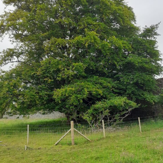 Beech tree | Geraldine Noone
