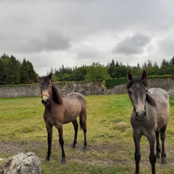 Connemara Ponies | Geraldine Noone