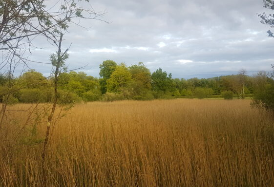 Mountbellew Forest
