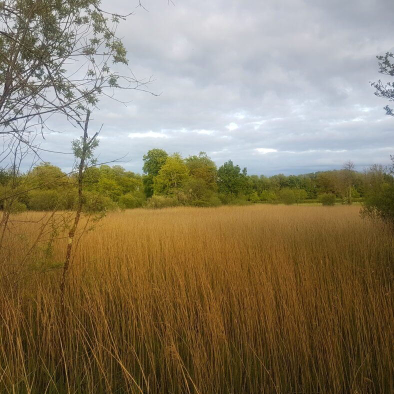 Mountbellew Forest | Anne Mannion