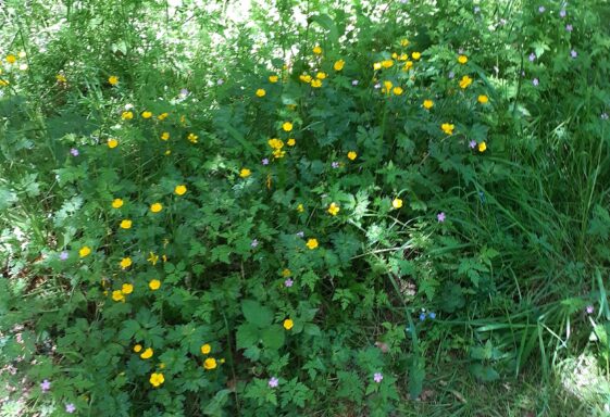Wildflowers