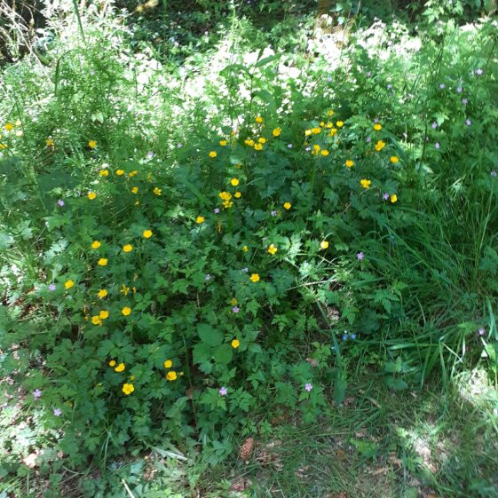 Wildflowers in Mountbellew Woods | Jimmy Noone 