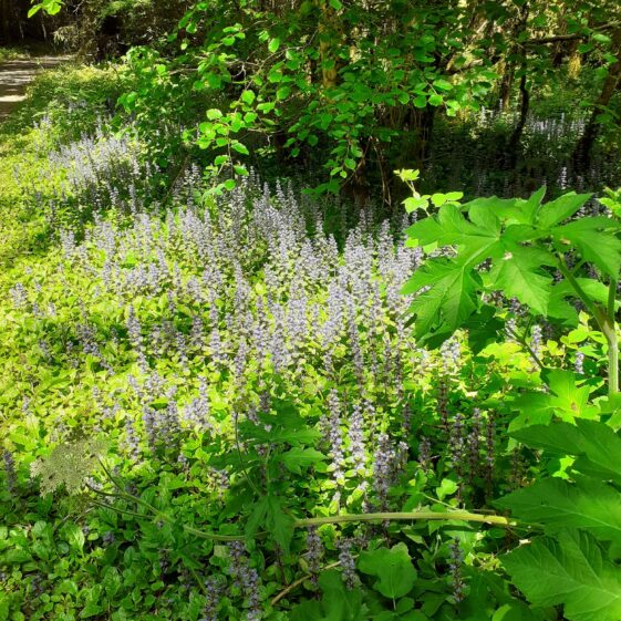 Wildflowers in Mountbellew Woods | Jimmy Noone 