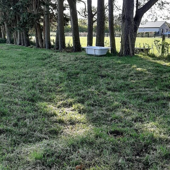 Old bath now used as cattle trough | Geraldine Noone