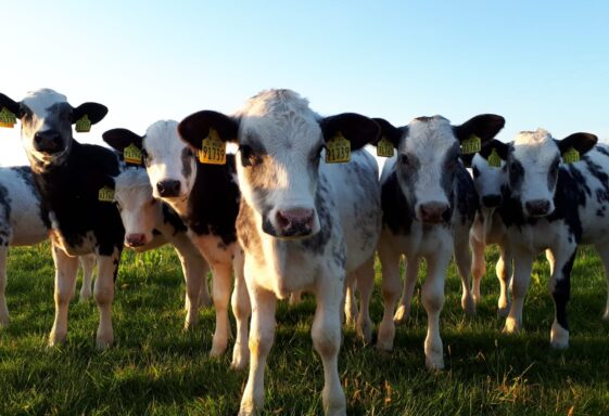 Nosy neighbours