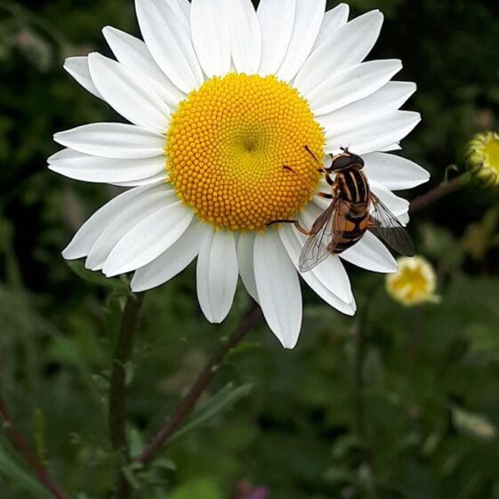Oxeye daisy and visiting wasp | Emma Laffey
