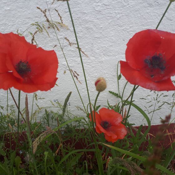 Poppies / Cailleach dhearg | Emma Laffey