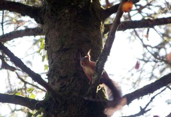 Red squirrel on branch