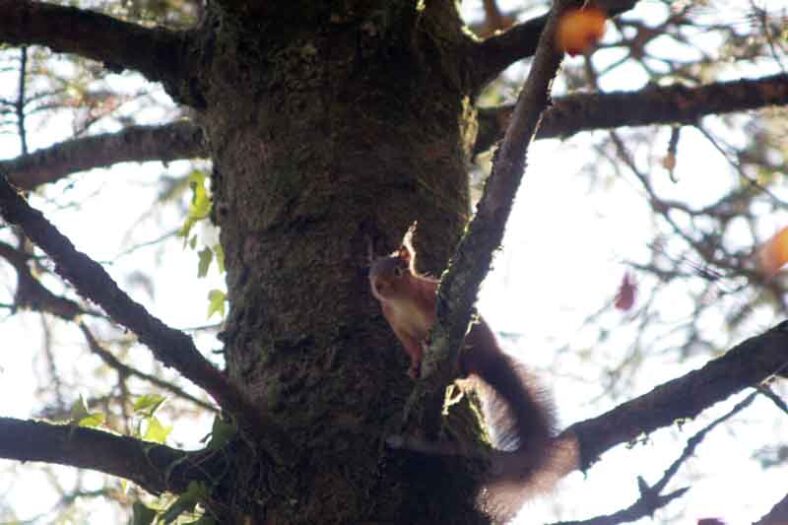 Red squirrel | David Walsh