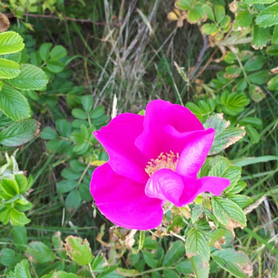 Rosa rugosa | Emma Laffey