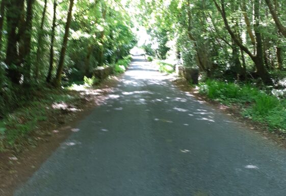 The back avenue