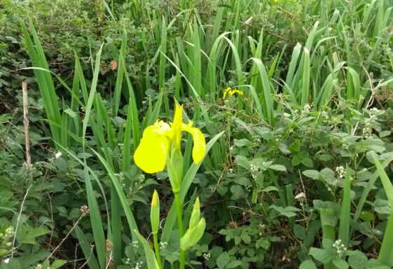 Yellow iris