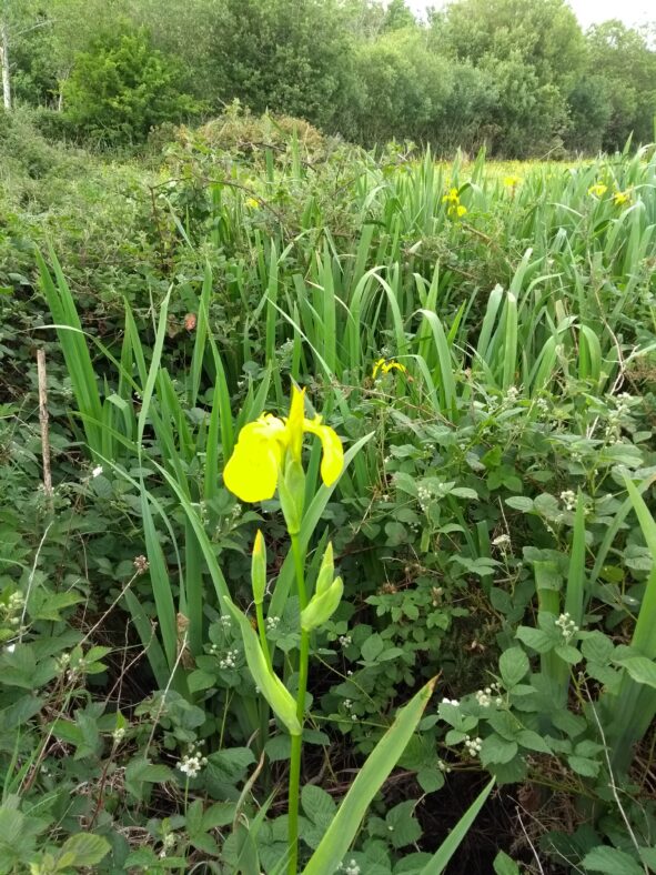 Yellow iris | Mary Doherty