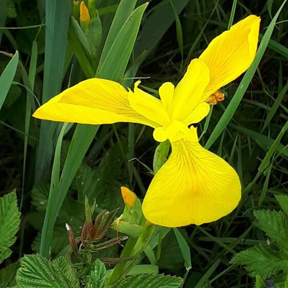 Yellow flag iris /  Feileastram | Emma Laffey