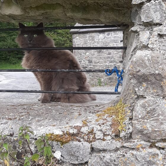 Purdy our cat looking into the walled garden | Geraldine Noone