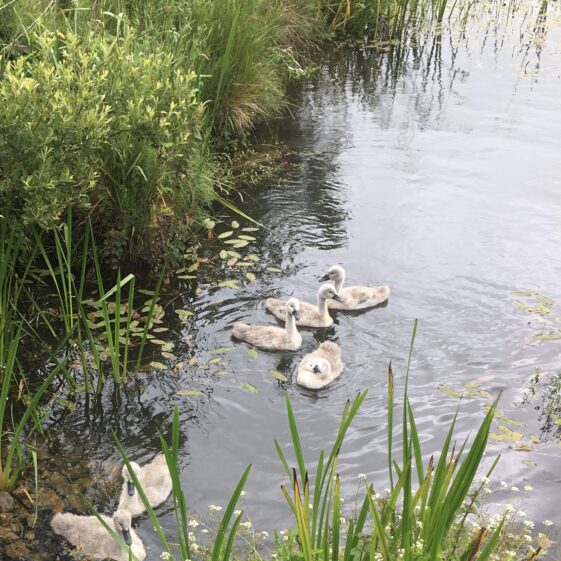 Cygnets