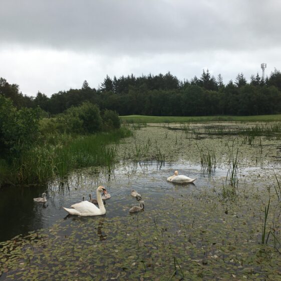 Cygnets