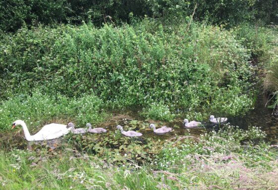 Cygnets