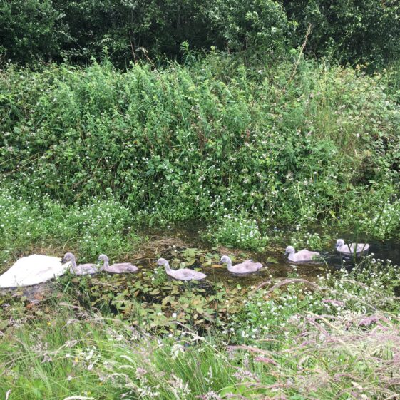 Cygnets