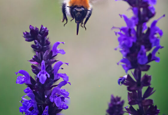 Bumble Bee