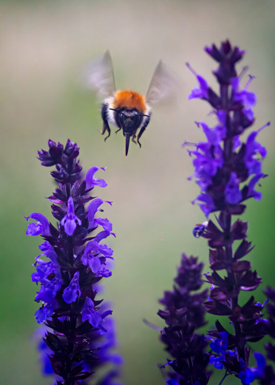 Bumble Bee | Roger Harrison