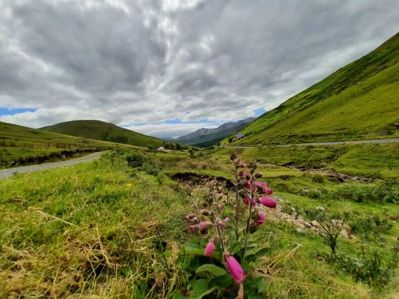 Leenane