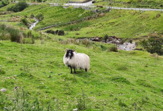 Leenane