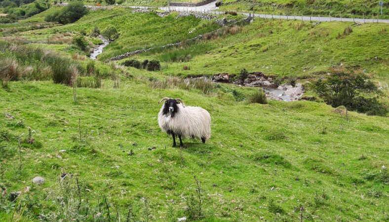 Leenane