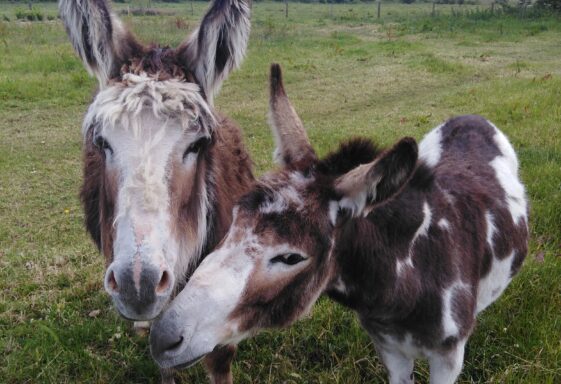 Donkeys