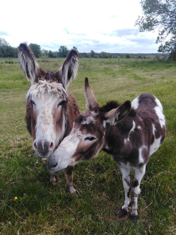 Donkeys | Martin Curley
