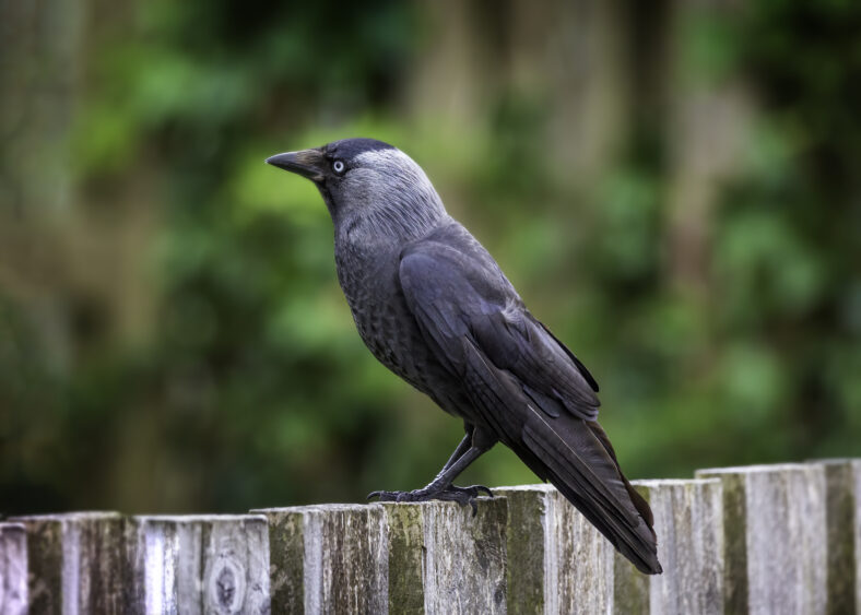Jackdaw | Roger Harrison