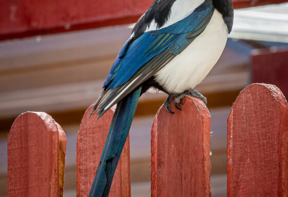 Magpie