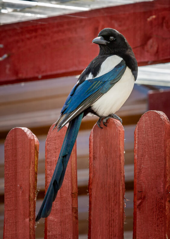 Magpie | Roger Harrison