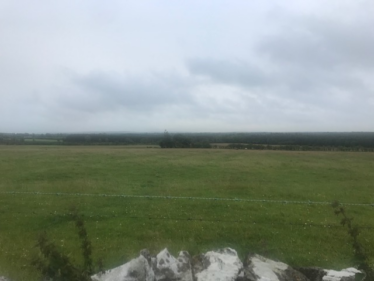 Field in Park | Carmel O'Rourke