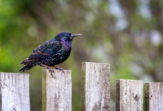 Starling