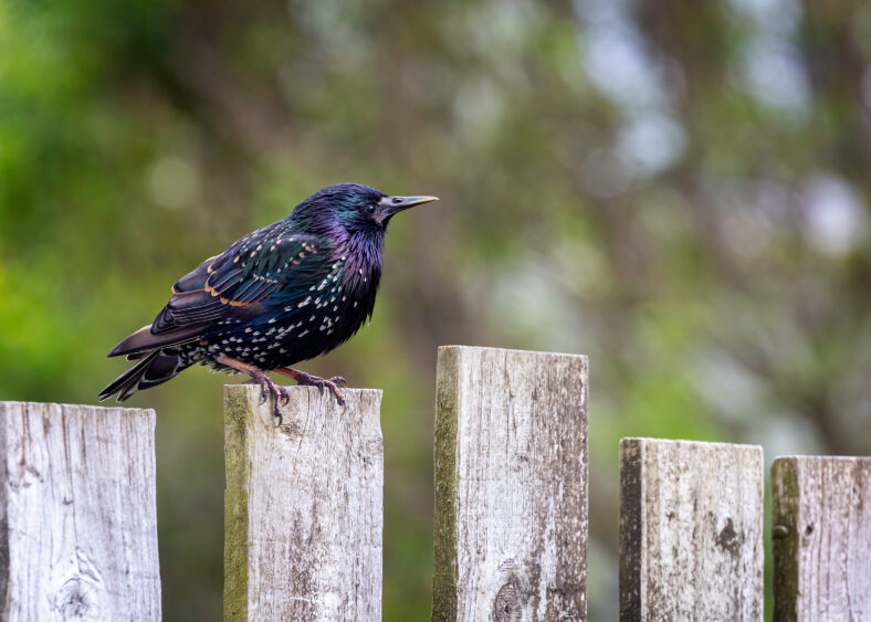 Starling