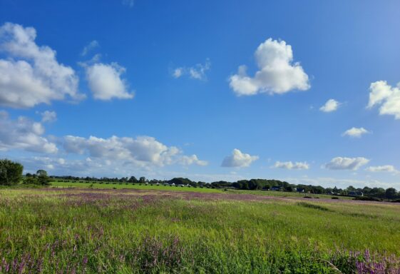 Field full of Wildflowers