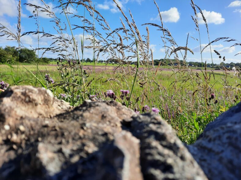 Field full of Wildflowers