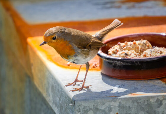 Robin