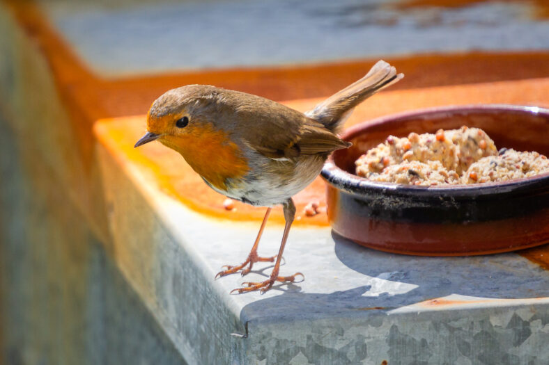 Robin | Roger Harrison
