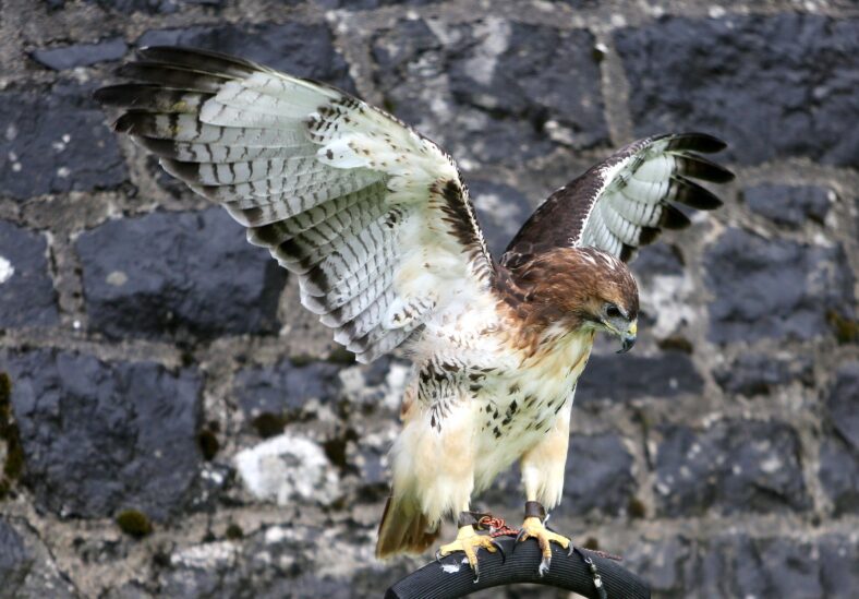 Athenry Walled Town Day | Photo: Hany Marzouk