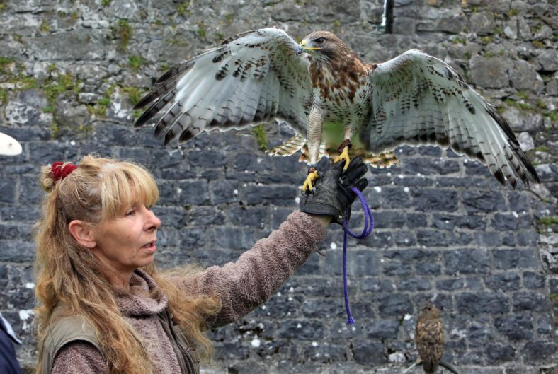 Rosie Campbell of Animal Magic wild life sanctuary displaying a Ferrutail Hawk in Athenry, Co. Galway as part of Athenry Walled Towns Day celebration.
 | Picture: Hany Marzouk