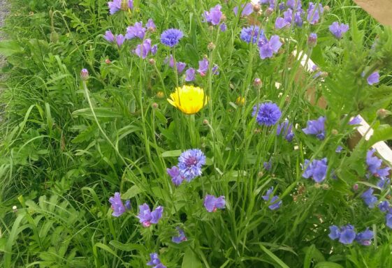 Pollinator Zone