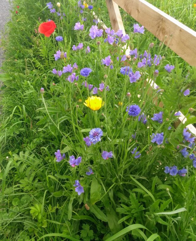 Pollinator Zone | Clare Doyle