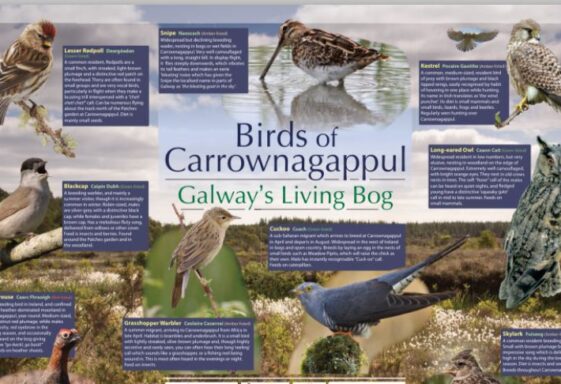 Birds of Carrownagappul