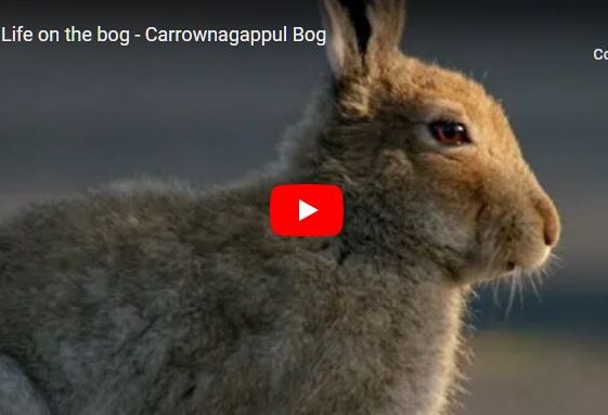 Life on the Bog -  Carrownagappul Bog