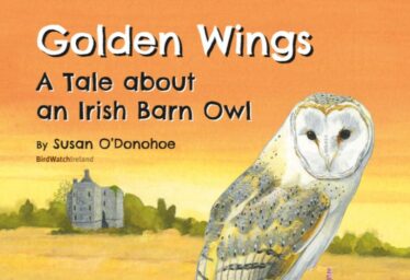 Barn Owls